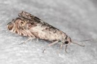 Cydia gr. succedana
