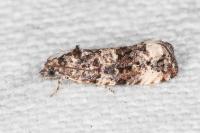 Endothenia gr. gentianaeana