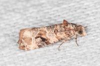 Lobesia botrana
