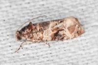 Lobesia botrana