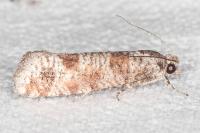 Rhyacionia maritimana