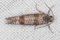 Rhyacionia maritimana