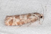 Rhyacionia maritimana