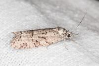 Cnephasia