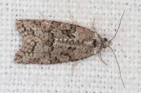 Cnephasia