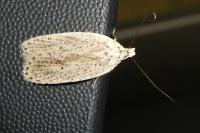 Agonopterix pallorella