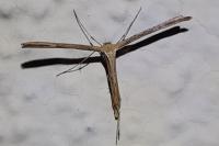 Emmelina monodactyla