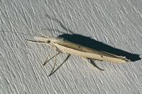 Ypsolopha mucronella