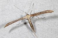 Emmelina monodactyla