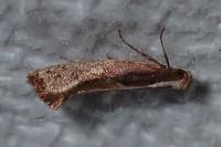 Acrolepiopsis vesperella