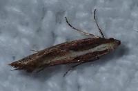 Acrolepiopsis vesperella