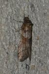 Tortricodes alternella