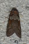 Tortricodes alternella
