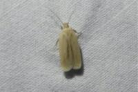 Agonopterix pallorella