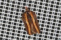 Acleris hastiana