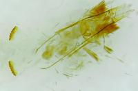 Pexicopia malvella