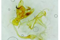 Bryotropha terrella