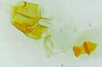 Bryotropha terrella