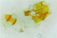 Bryotropha terrella