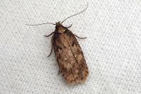 Depressaria albipunctella
