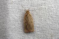 Agonopterix scopariella