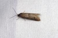 Tortricodes alternella
