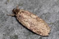 Agonopterix heracliana