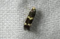 Elachista luticomella