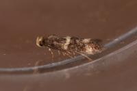 Elachista luticomella