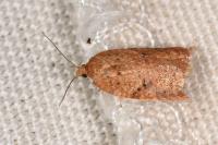 Acleris ferrugana