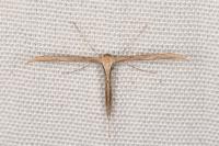 Emmelina monodactyla