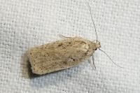 Agonopterix scopariella
