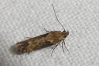 Scrobipalpa costella