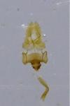 Acleris ferrugana