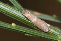 Tortricodes alternella
