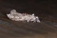 Ypsolopha asperella