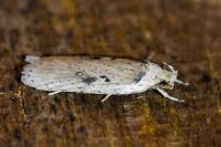 Agonopterix yeatiana