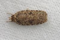 Agonopterix ciliella/heracliana