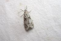 Diurnea fagella