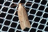 Acompsia