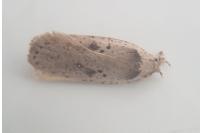 Agonopterix yeatiana