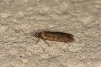 Agonopterix