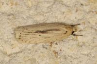 Agonopterix pallorella