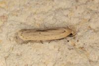 Agonopterix pallorella
