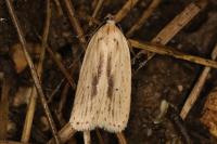 Agonopterix pallorella