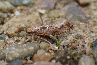 Acrolepiopsis assectella