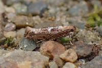 Acrolepiopsis assectella