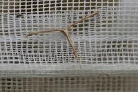 Emmelina monodactyla