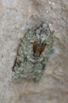 Acleris literana