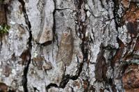 Tortricodes alternella